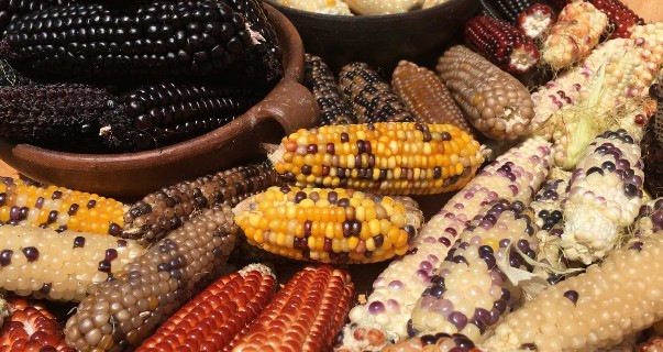 Taller de Conservación y recolección de semillas 26-04-2025